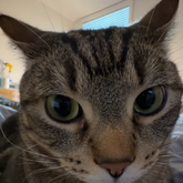 baeowsky